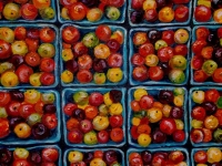 Tomatoes, 16" x 16"